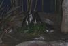 Penguins