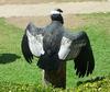 Andean Condor