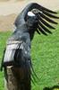 Andean Condor