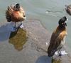 White-faced Whistling Ducks