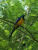 Golden-Breasted Starling