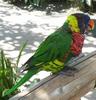 Green-Nape Lorikeet