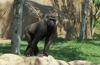 Lowland Gorilla