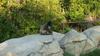 Spider Monkey