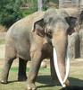 Asian Bull Elephant