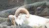 Dall's Sheep: Ram