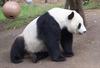 Giant Panda: Hua Mei