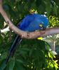 Hyacinth Macaw - Anodorhynchus hyacinthinus