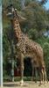 Masai Giraffe