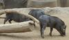 Warthog: Young