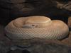 snake003