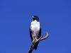 Agur Buzzard, Serengeti National Park, Tanzania