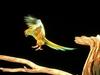 Airborne, Red Faced Macaw