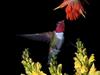 Broadtail Hummingbird