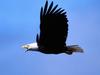 Call of the Wild, Bald Eagle