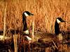 Canadian Geese, Seymour, Indiana