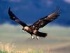 Coming in for a Landing, Golden Eagle