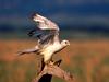 Feels Good to Stretch, Gyrfalcon