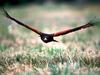 Flying Below Radar, Harris' Hawk