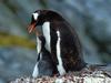 Gentoo Penguin with Chicks, Antarctica