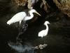 Great and Snowy Egrets, Captiva Island, Florida