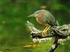 Green Backed Heron, Florida