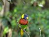 Lorikeet, San Diego, CA