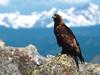 Majestic Perch, Golden Eagle