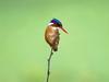 Malachite Kingfisher, Lake Kariba, Zimbabwe