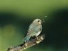 Mealtime, Mountain Bluebird