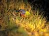 Painted Bunting, Everglades National Park, Florida