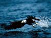 Precise Timing, Bald Eagle