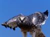 Ruffled, Northern Harrier