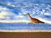 Sandpiper, Huntington Beach, California
