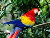 Scarlet Macaw, Costa Rica