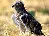 Sharp Eyes, Northern Harrier