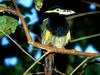 Spot-Billed Toucanet, Brazil