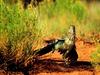 Stretching Roadrunner, Palo Duro Canyon, Texas