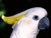 Sulphur-Crested Cockatoo