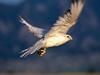 Take Off! Gyrfalcon