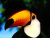 Toco Toucan