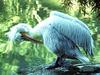 White Pelican, San Diego, California