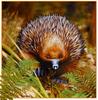 pa HartTrish 08 Echidna -- short-beaked echidna (Tachyglossus aculeatus)