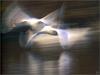 Lvs SW-N017 Mute Swans Germany