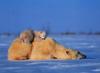 Norbert Rosing ~ Polar Bears, De