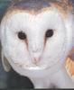 NaturalColor-ArcticTint001-VR - Barn Owl