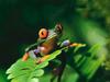 Treefrog