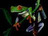 red-eyed tree frog