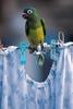 parrot