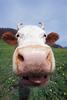 Moo~~~ (funny)